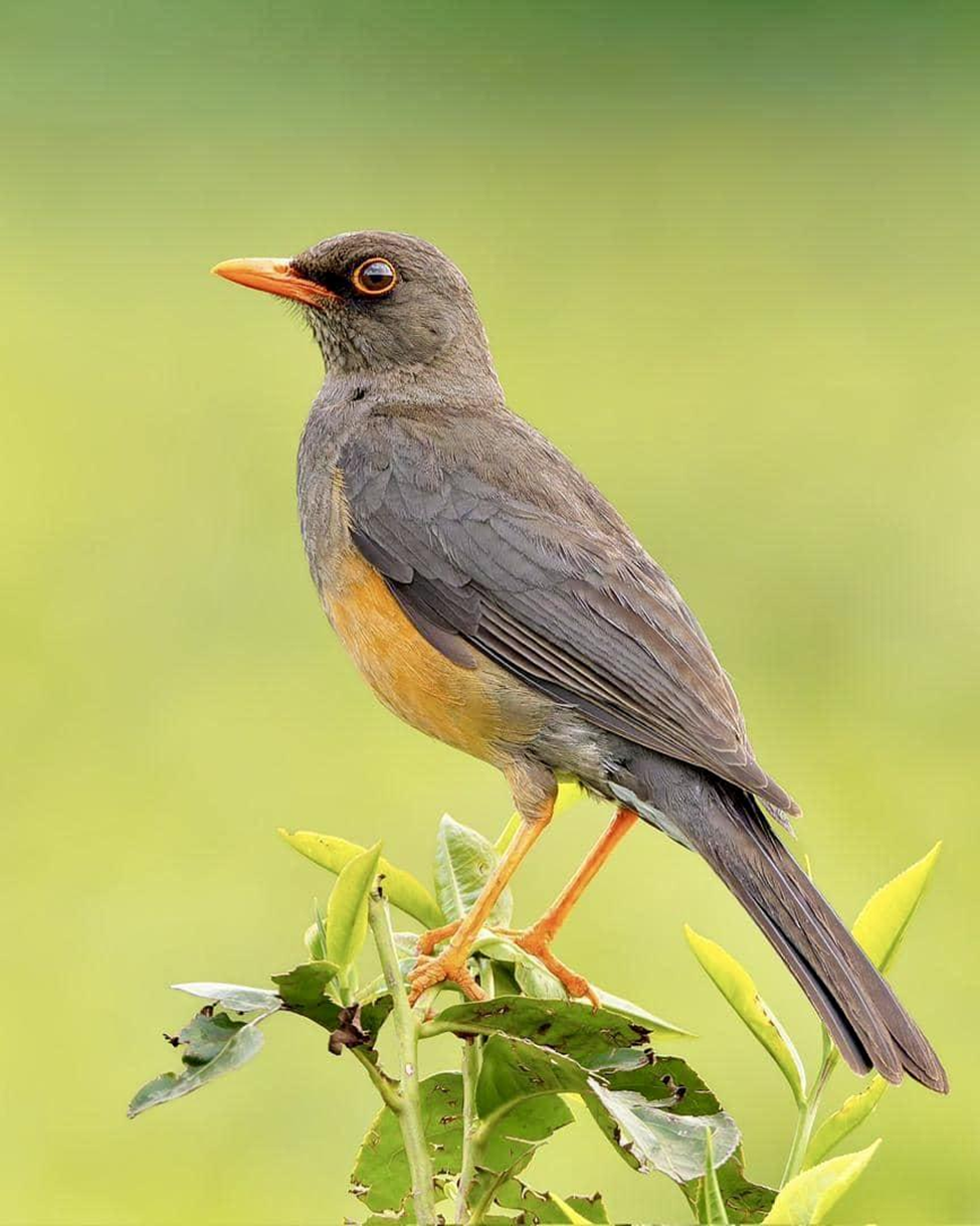 African Thrush