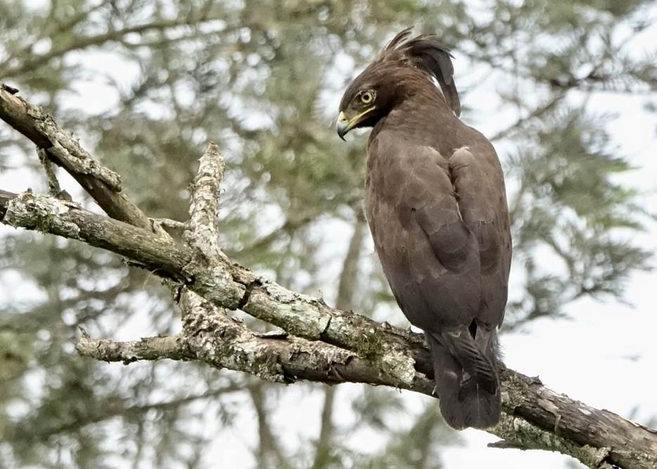 Long-crested Eagle