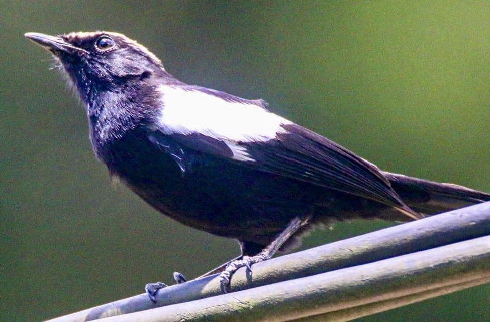 Arnot’s Chat