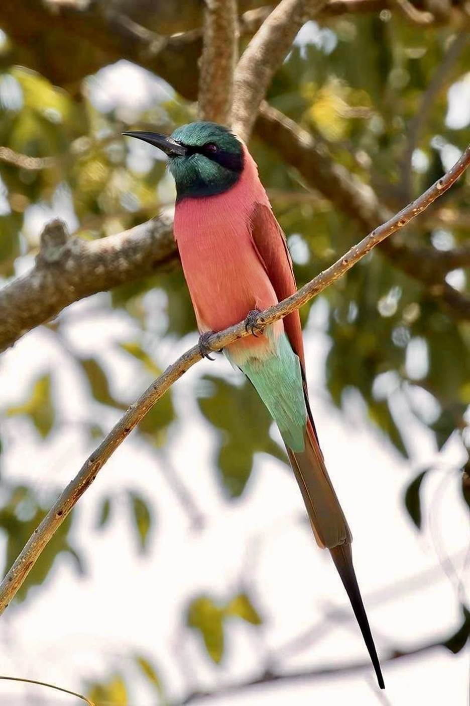 Northern Carmine Bee-eater