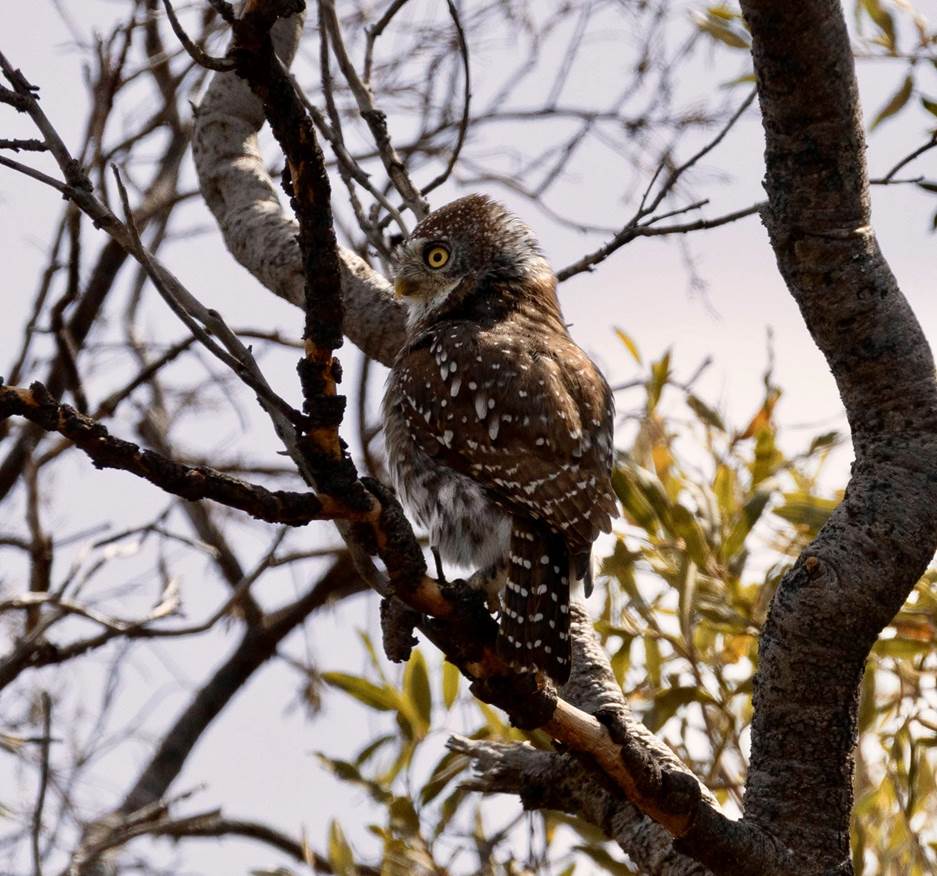 Pearl-spotted Owlet