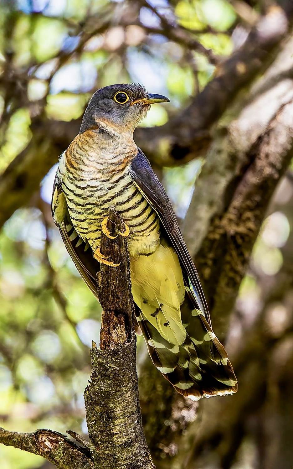 Red-chested Cuckoo