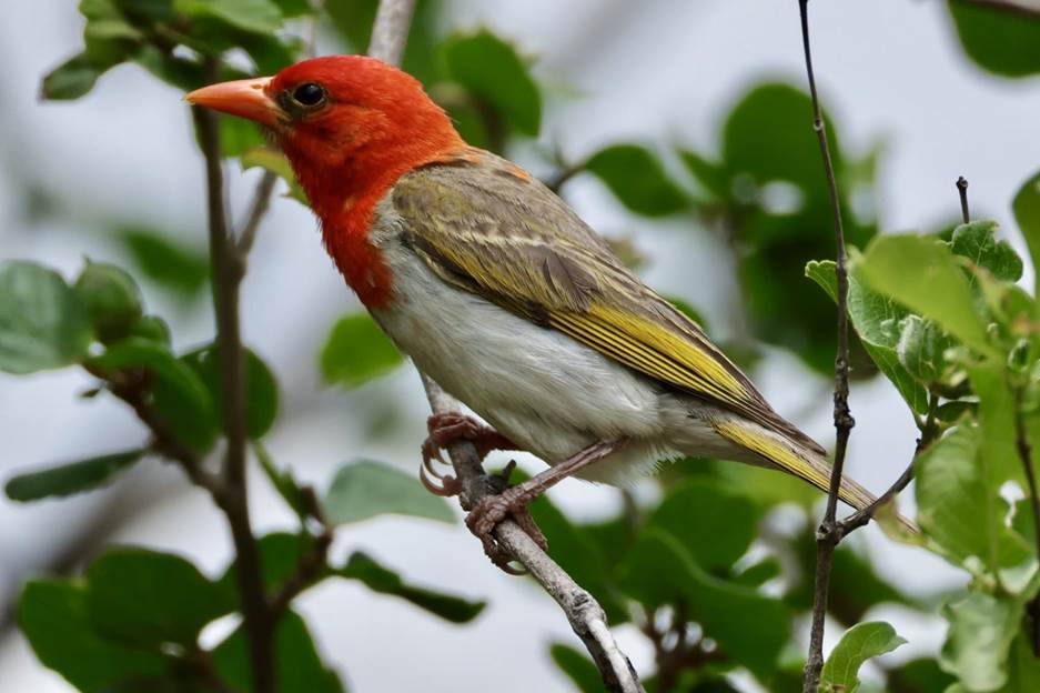 Red-headed Weaver