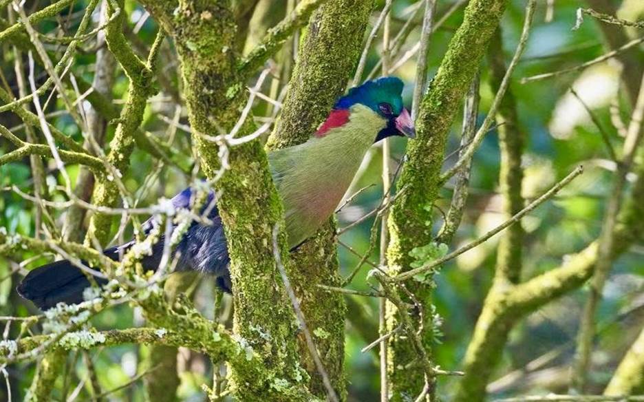 Rwenzori Turaco