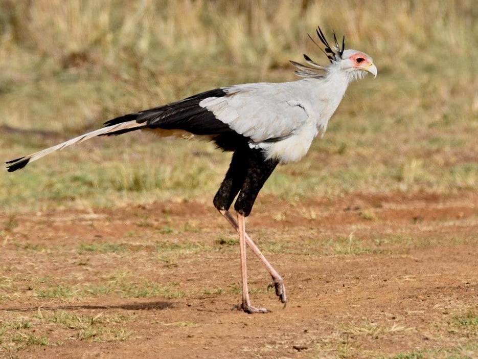 Secretary Bird