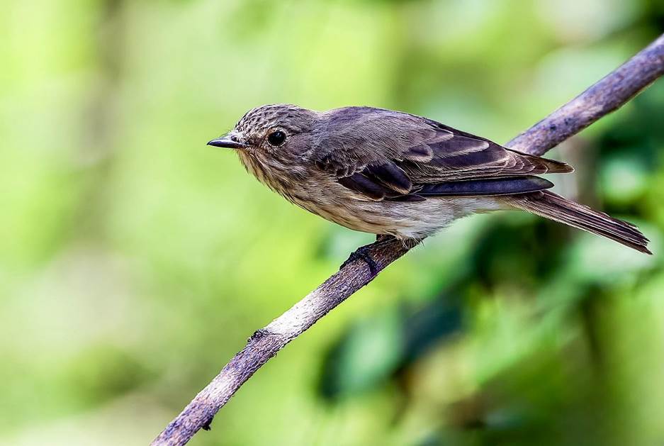 Spotted Flycatcher