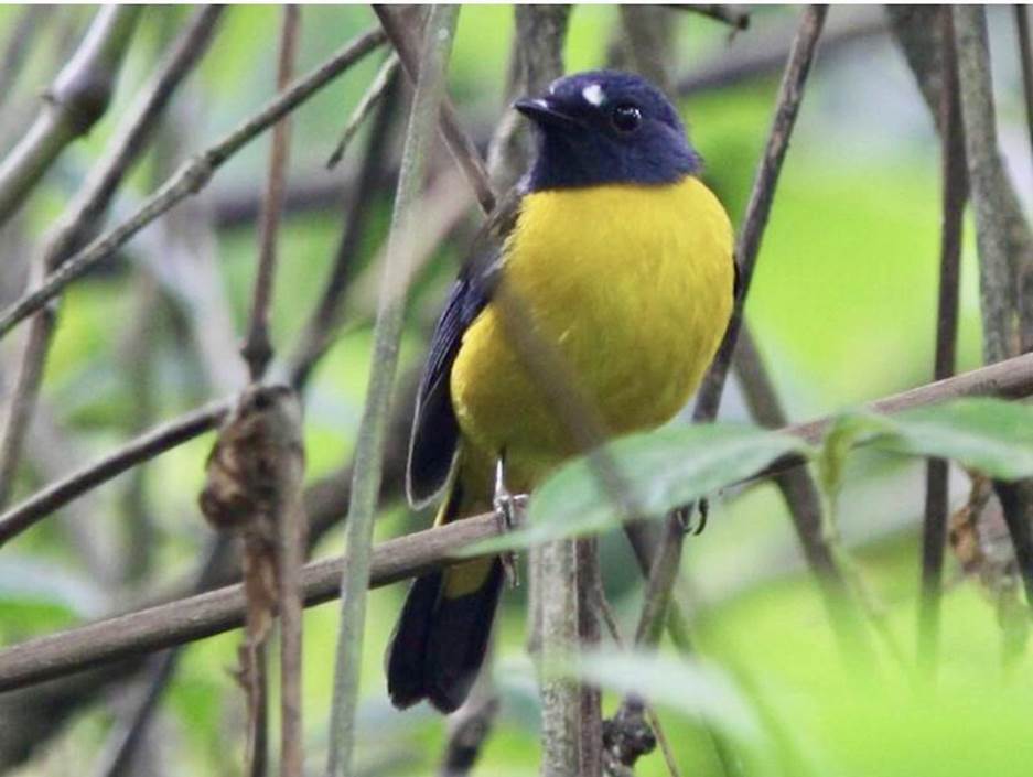 White-starred Robin