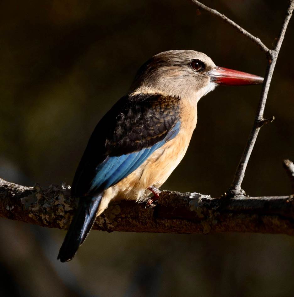 Brown-hooded Kingfisher