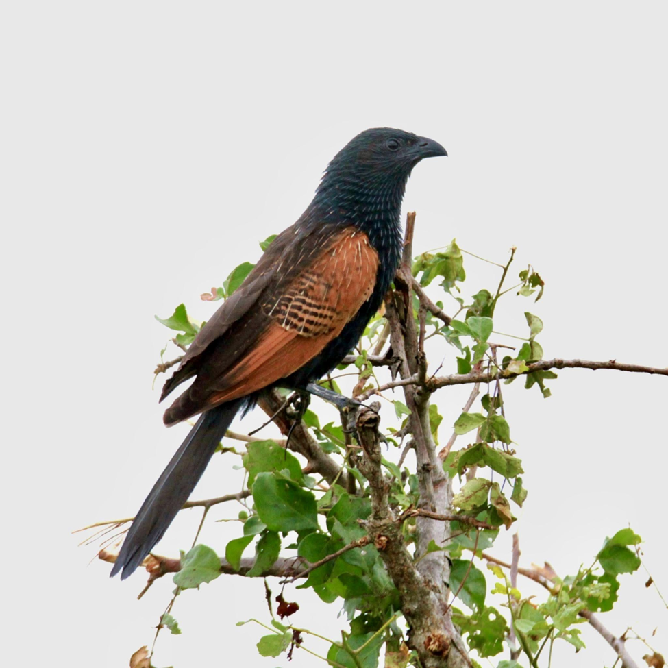 Black Coucal