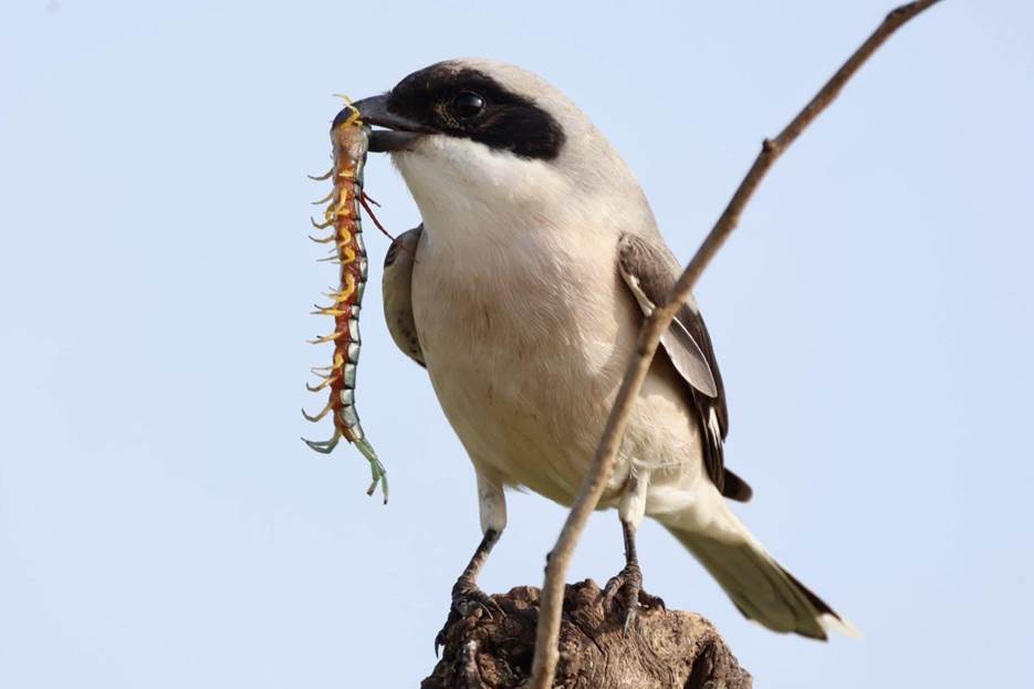 Lesser Grey Shrike