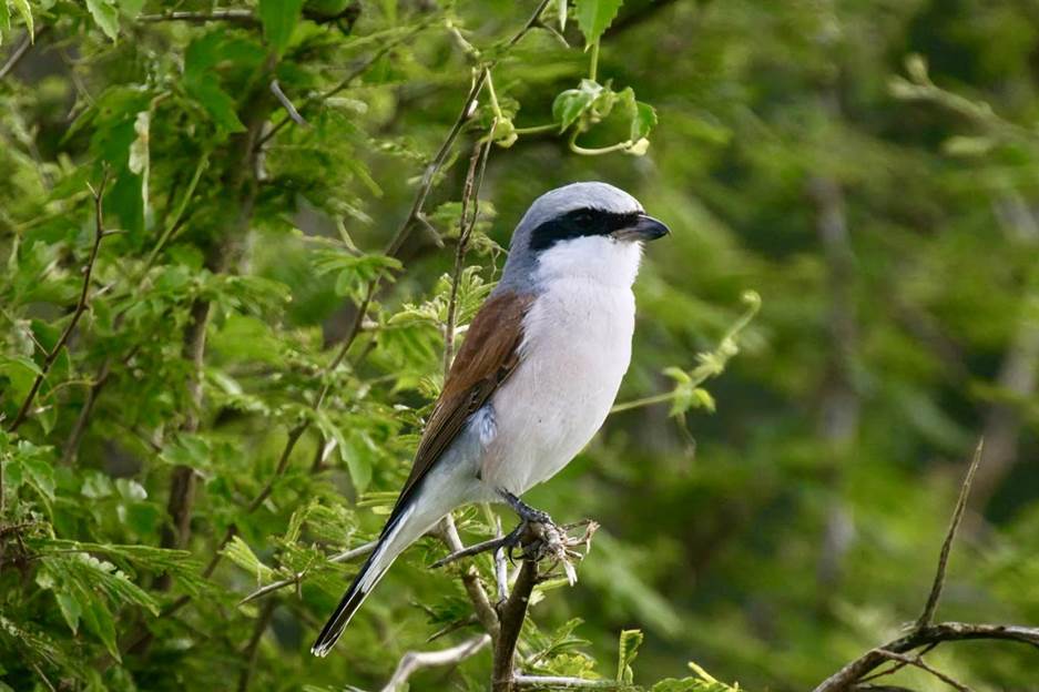 Red-backed Shrike