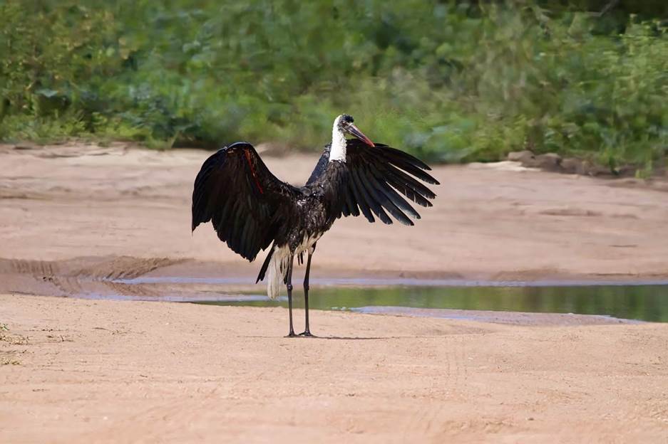 Woolly-necked Stork