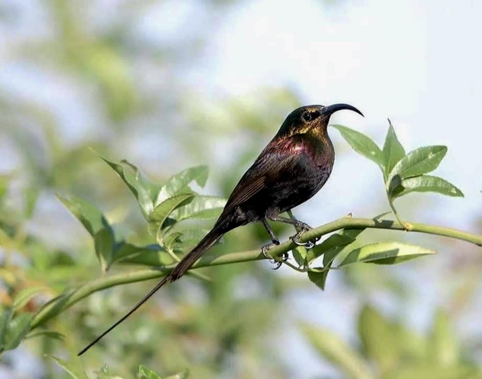 Copper Sunbird