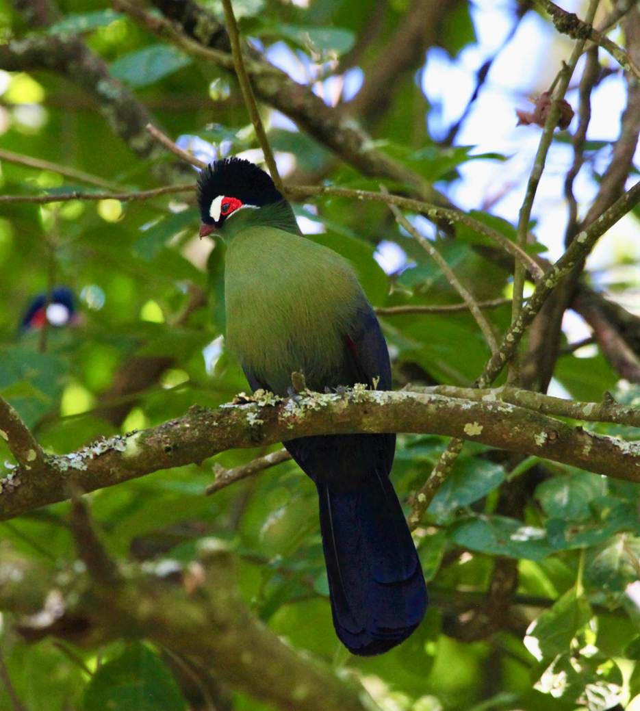 Hartlaub’s Turaco