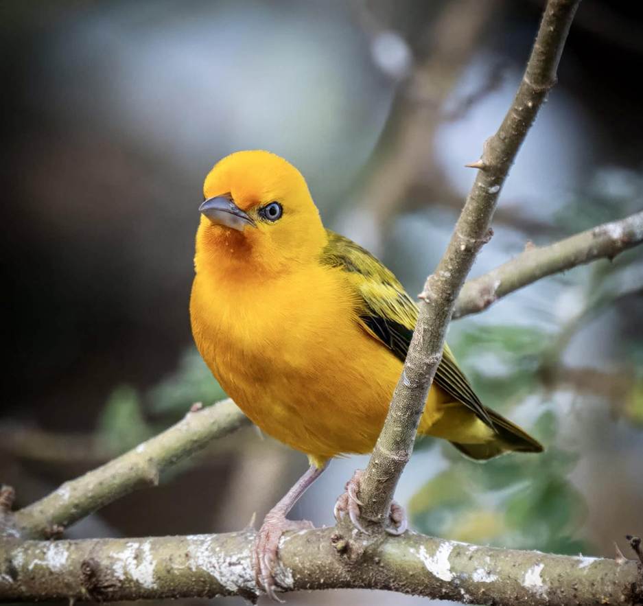 Orange Weaver