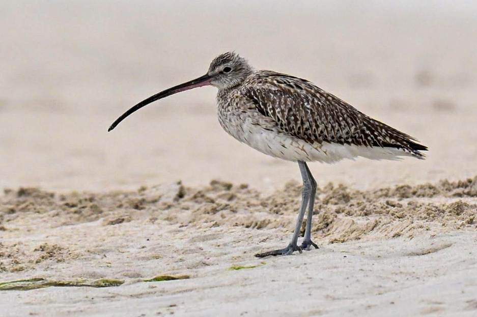 Eurasian Curlew