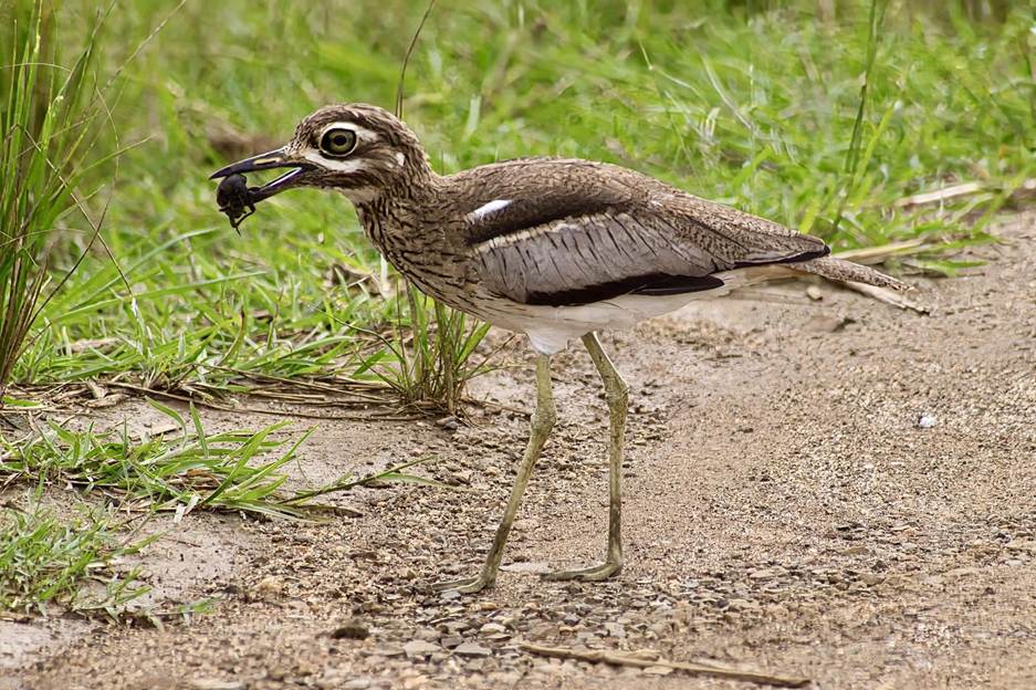 Water Thick-knee