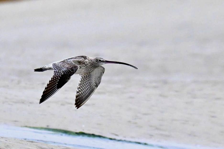 Whimbrel
