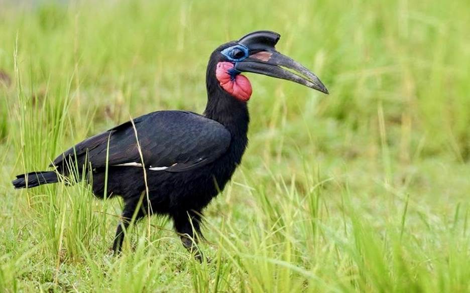 Abyssinian Ground Hornbill