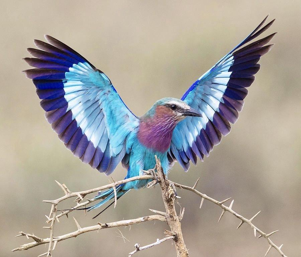 Lilac-breasted Roller