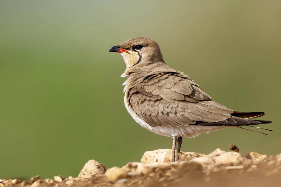Collared Pratincole