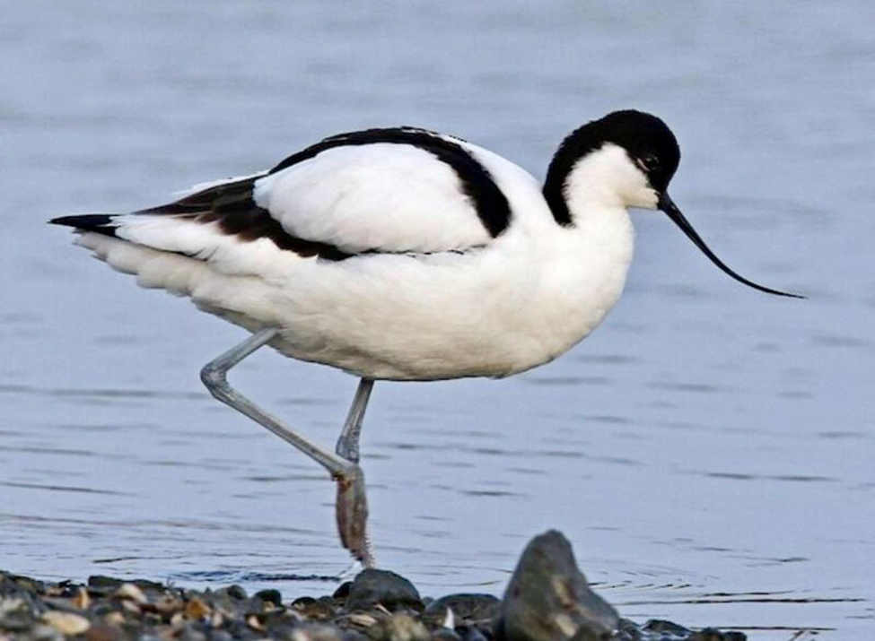 Pied Avocet