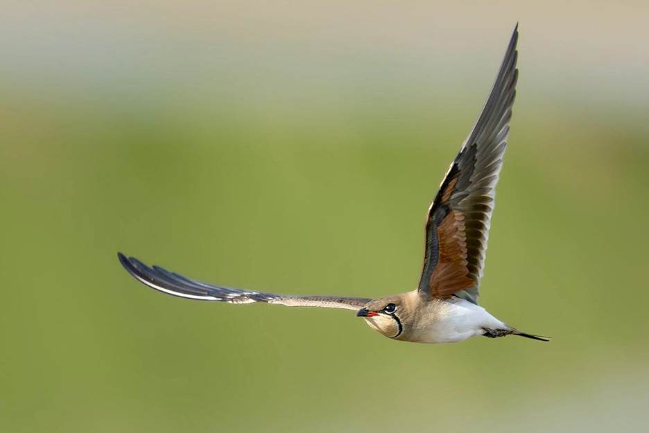 The Collared Pratincole