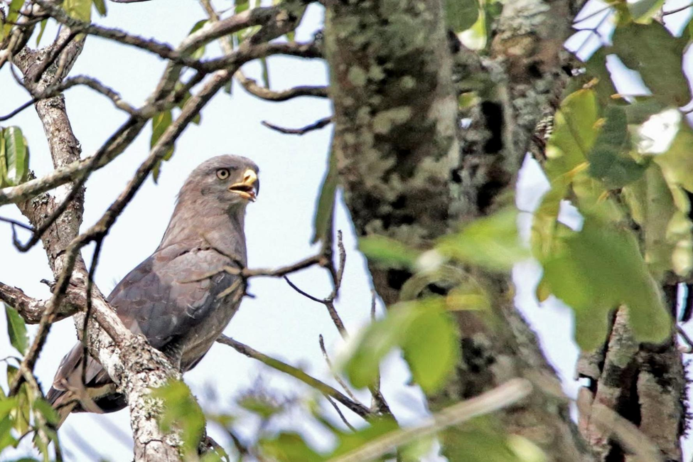 Western Banded Snake Eagle