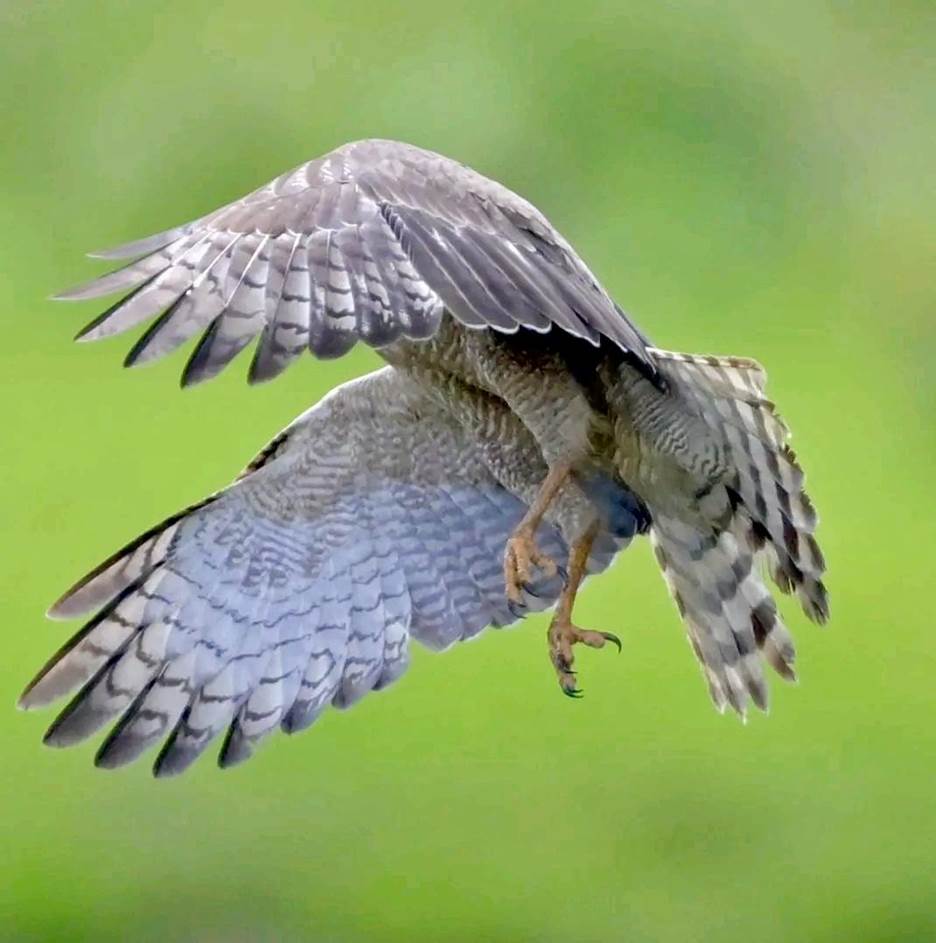 Eastern Chanting Goshawk