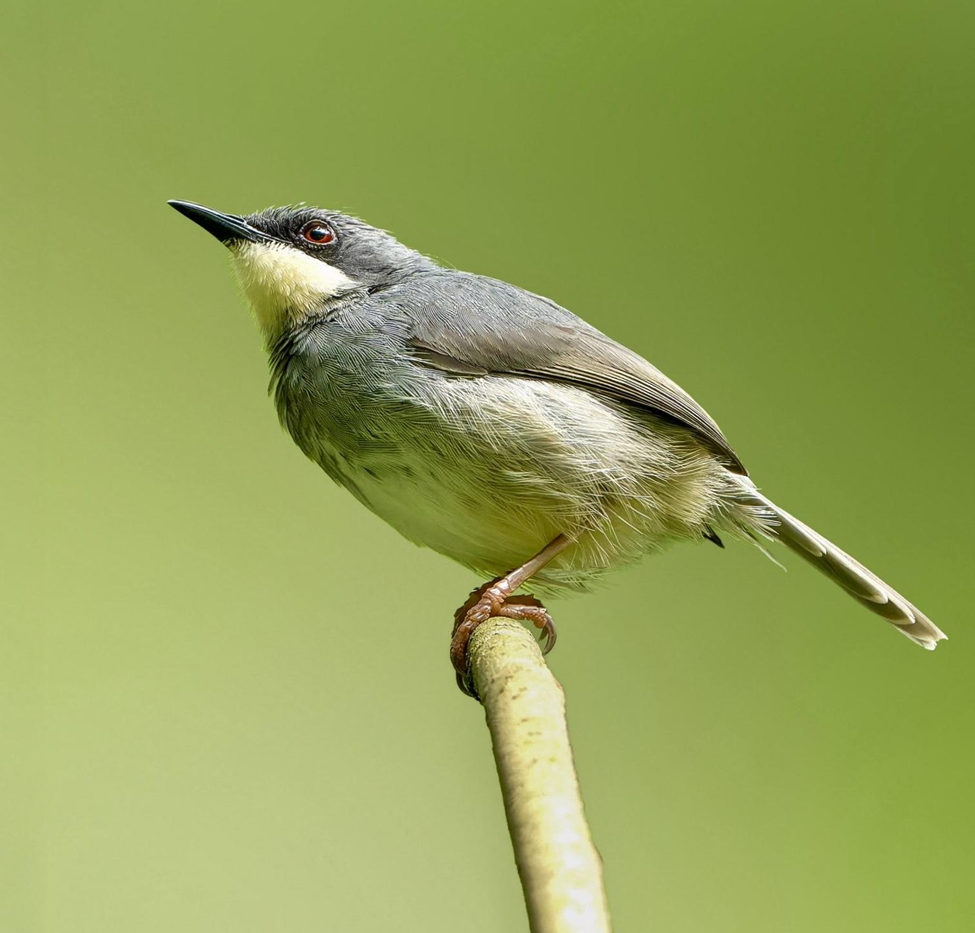 White-chinned Prinia