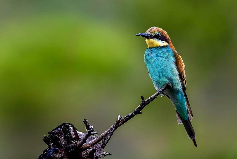 European Bee-eater
