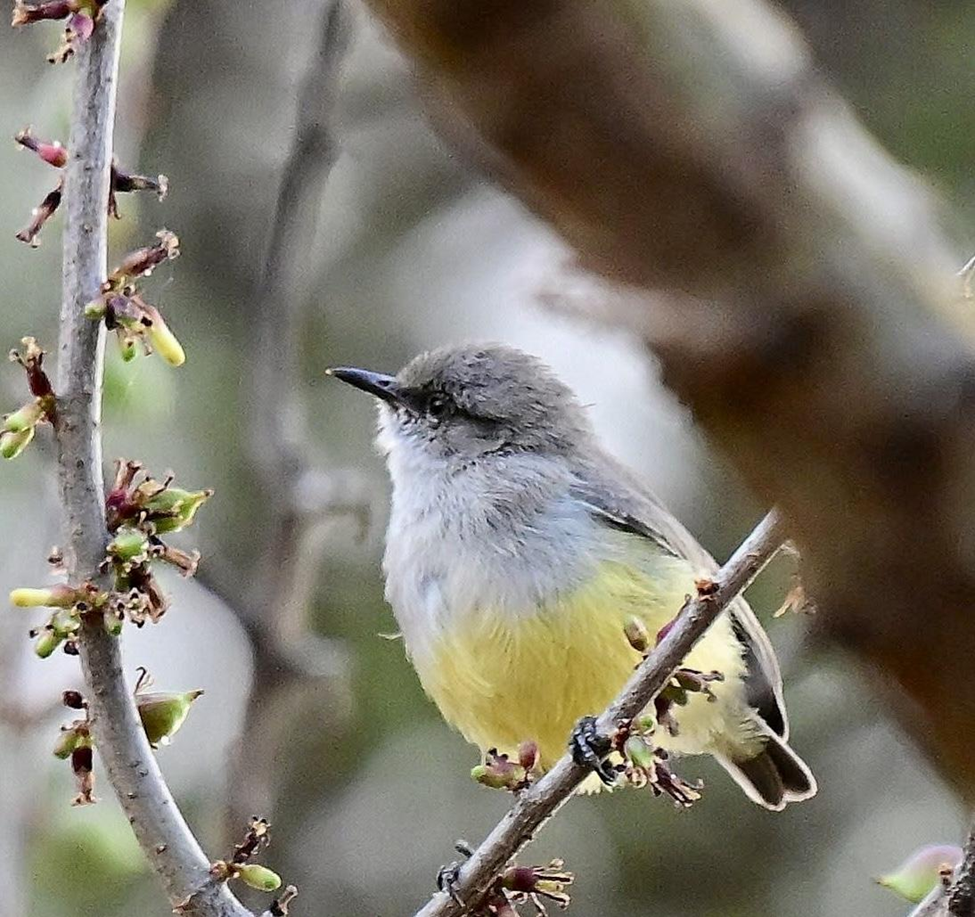Yellow-bellied Eremomela
