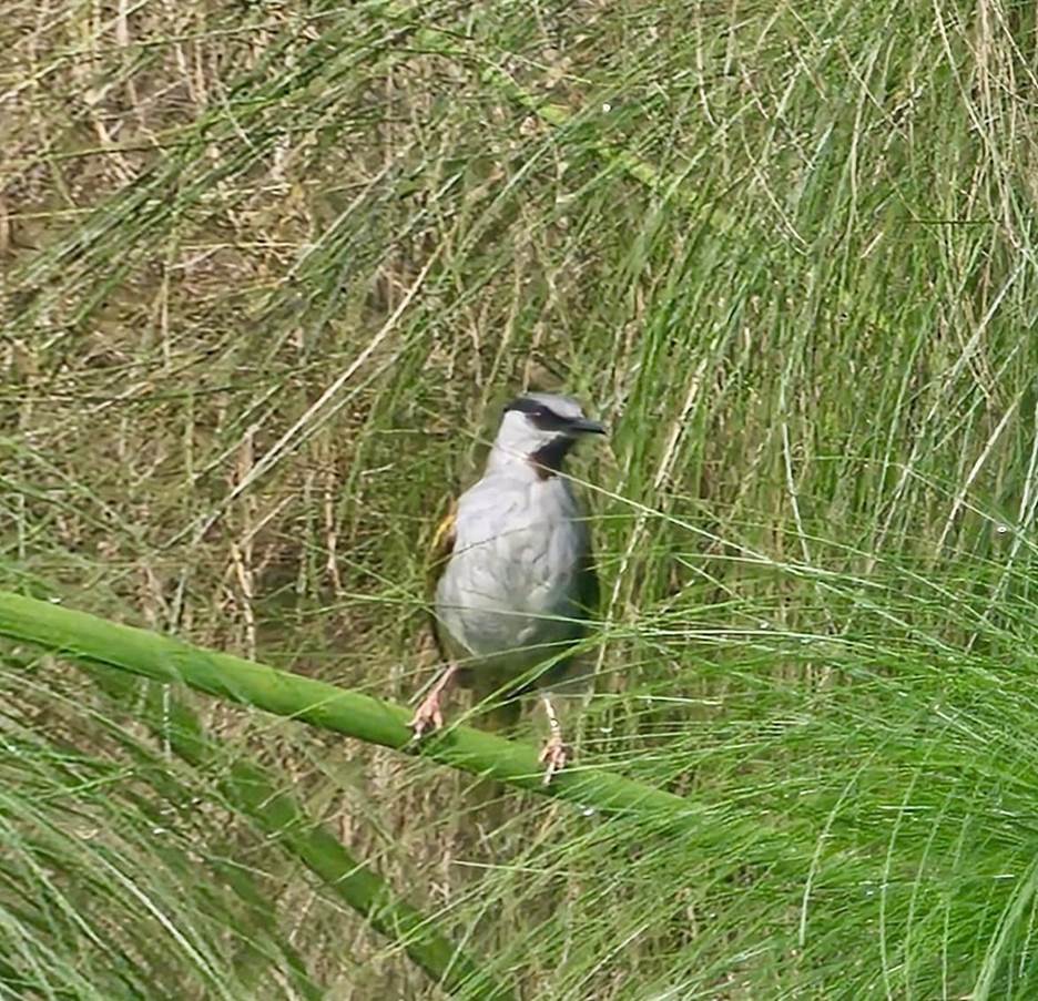 Gray-capped Warbler