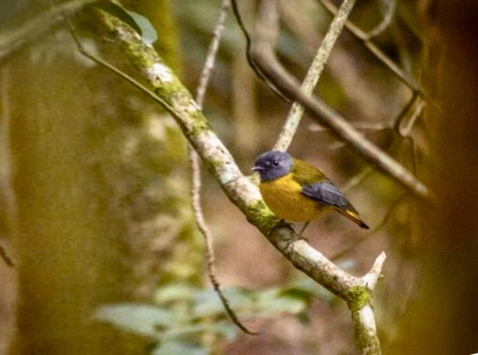 The White-starred Robin