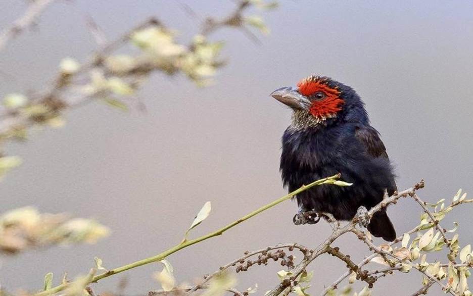 The Black-billed Barbet