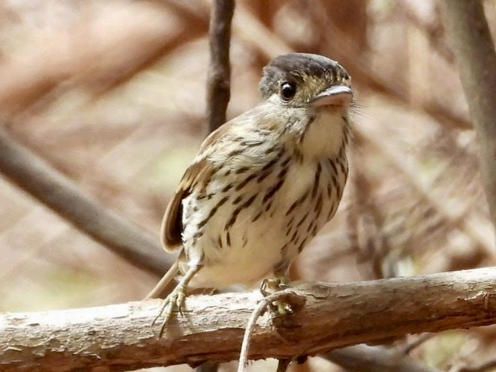 African Broadbill