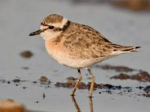 Kittlitz’s Plover