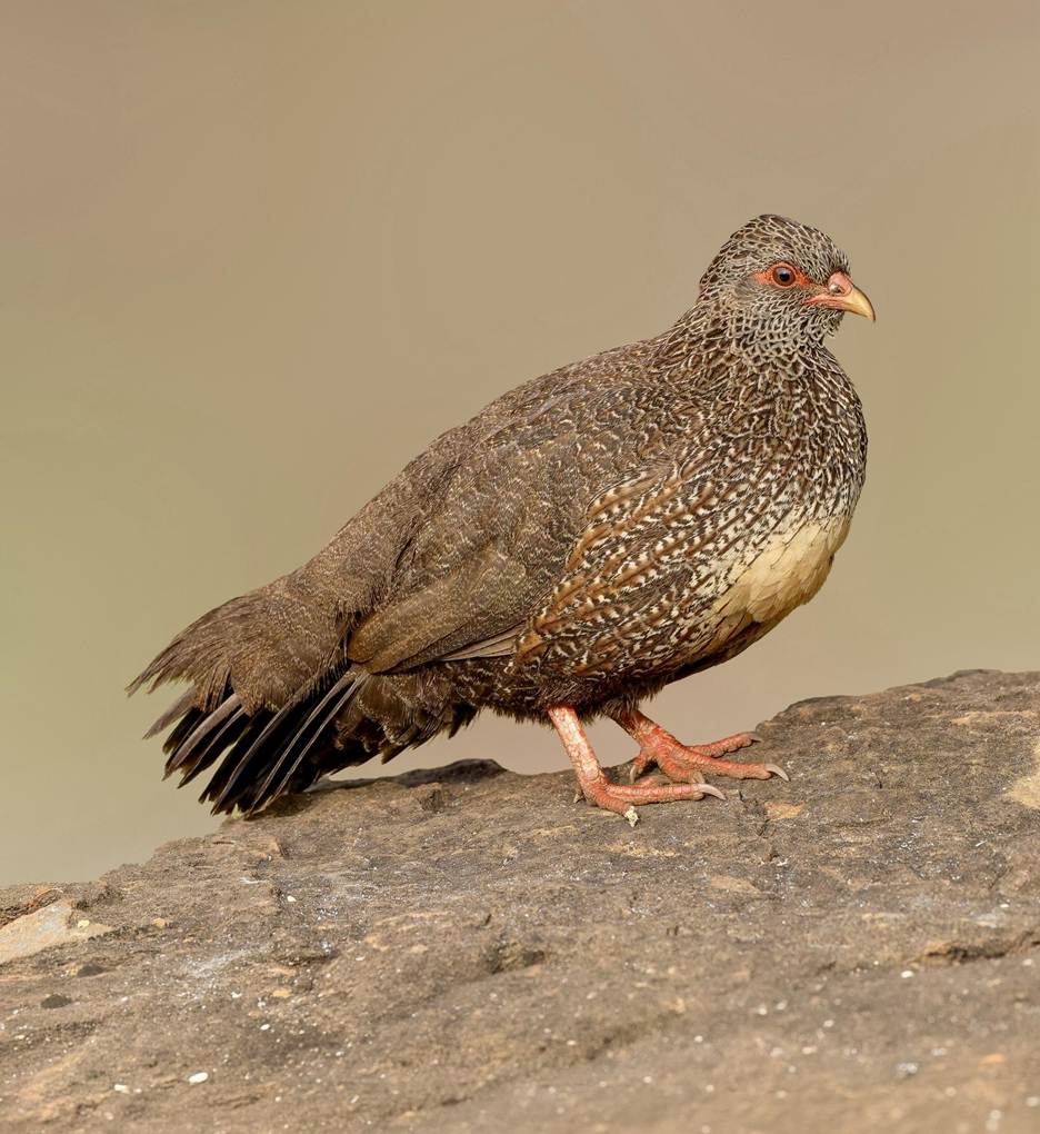 Stone Partridge
