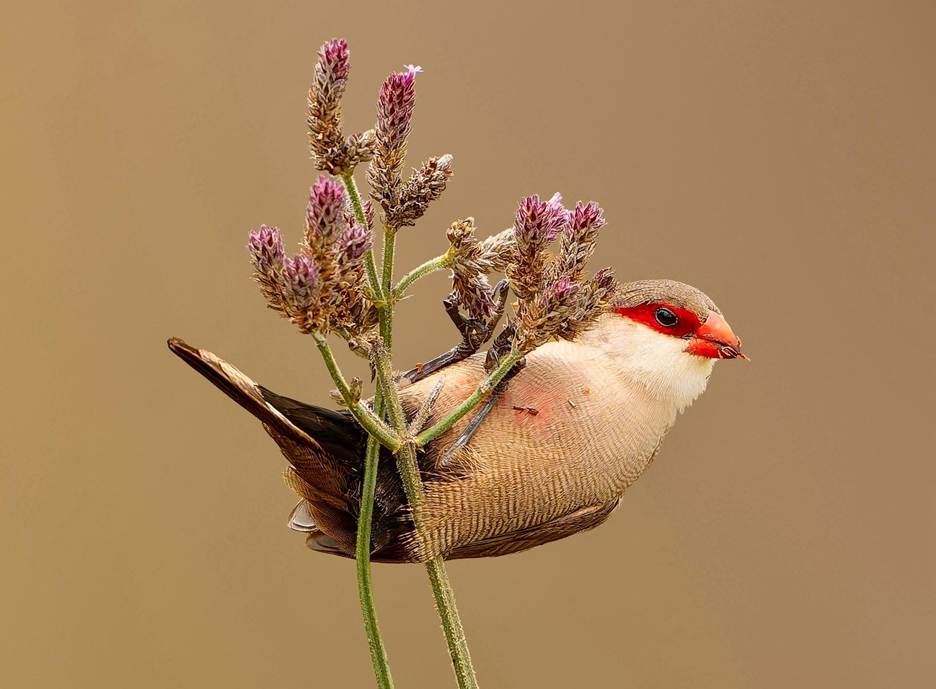 Common Waxbill