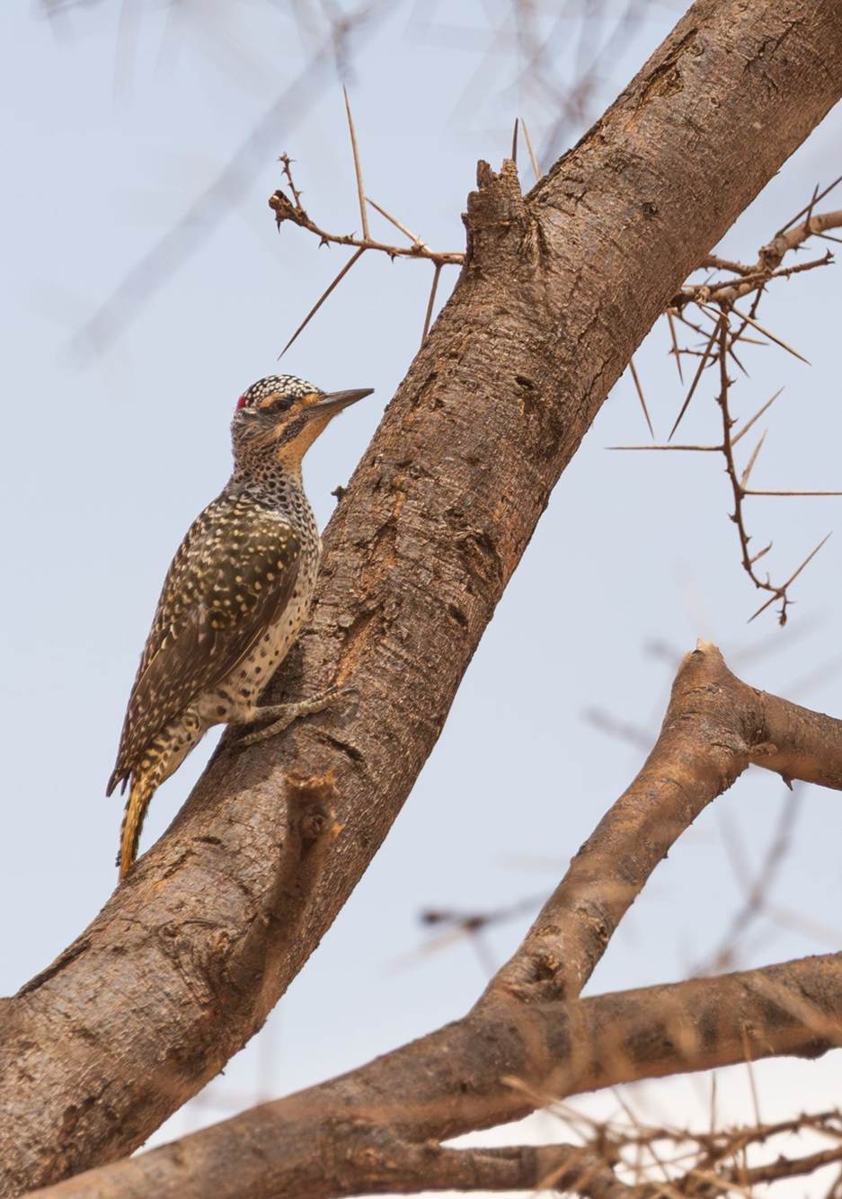 Nubian Woodpecker