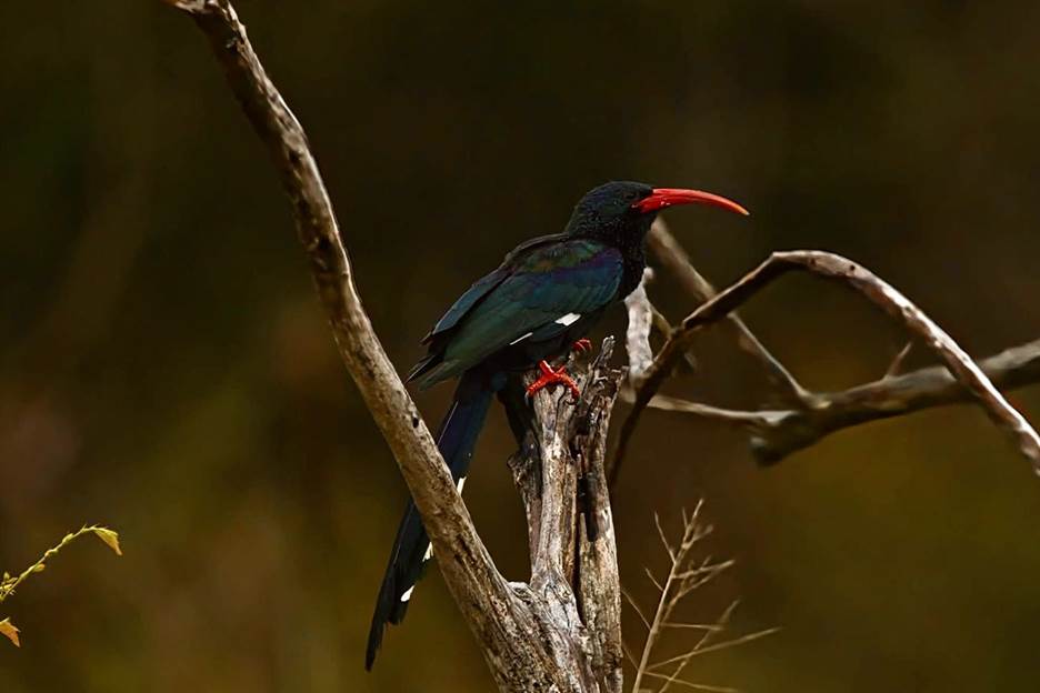 Green Wood Hoopoe