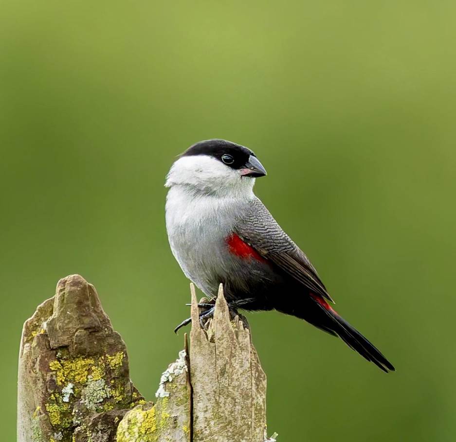 Black-crowned Waxbill