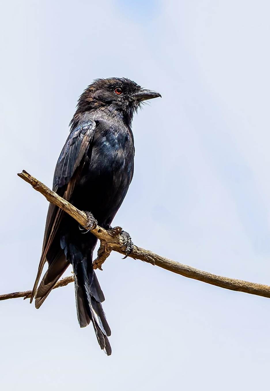 Fork-tailed Drongo