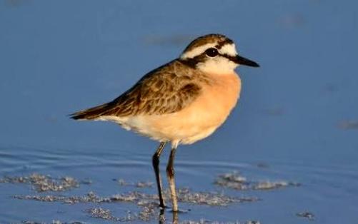 Kittlitz’s Plover