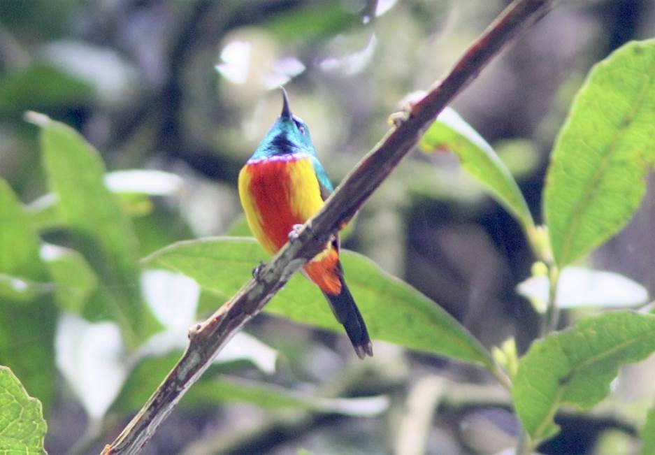 Regal Sunbird