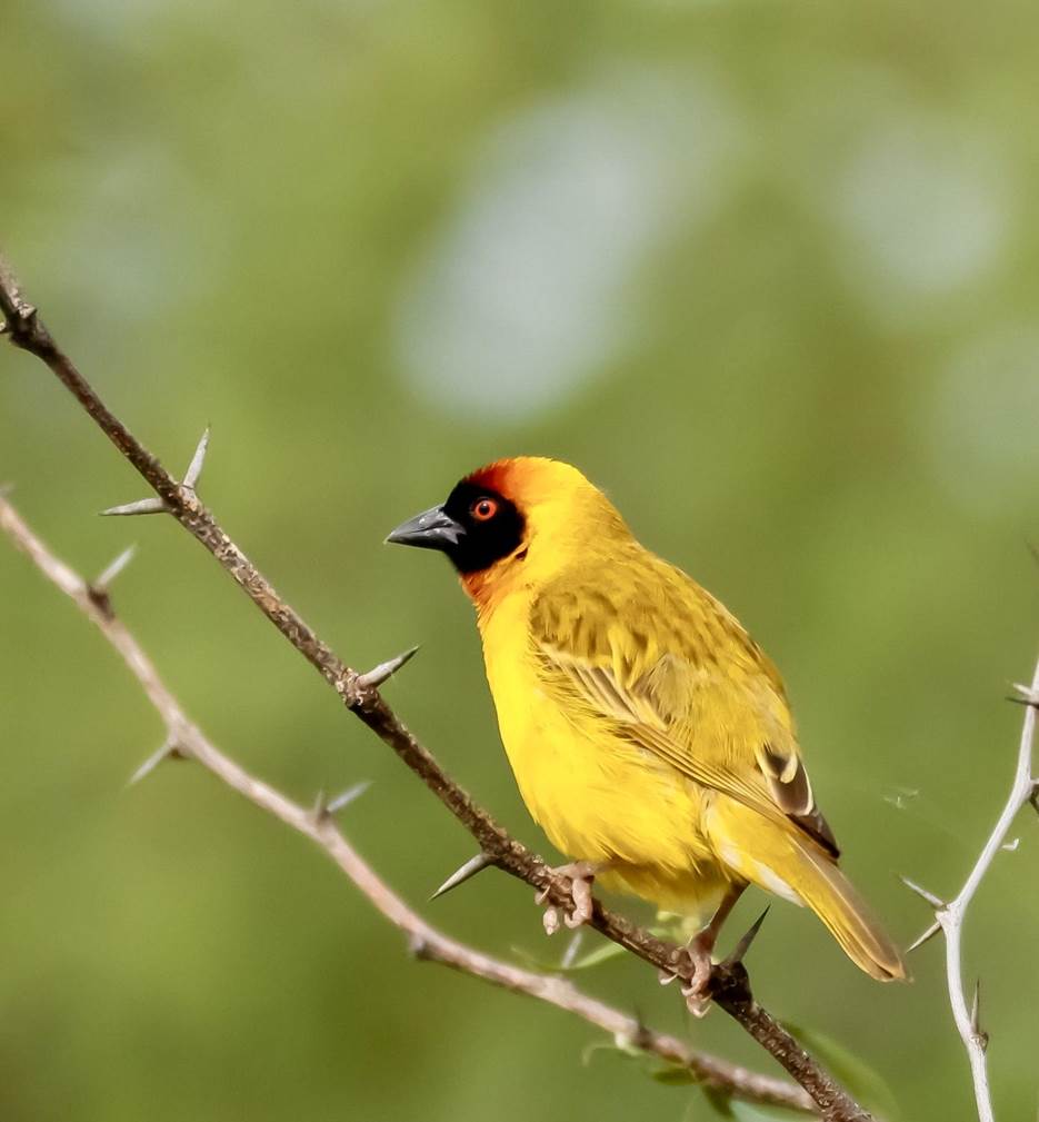 Vitelline Masked Weaver