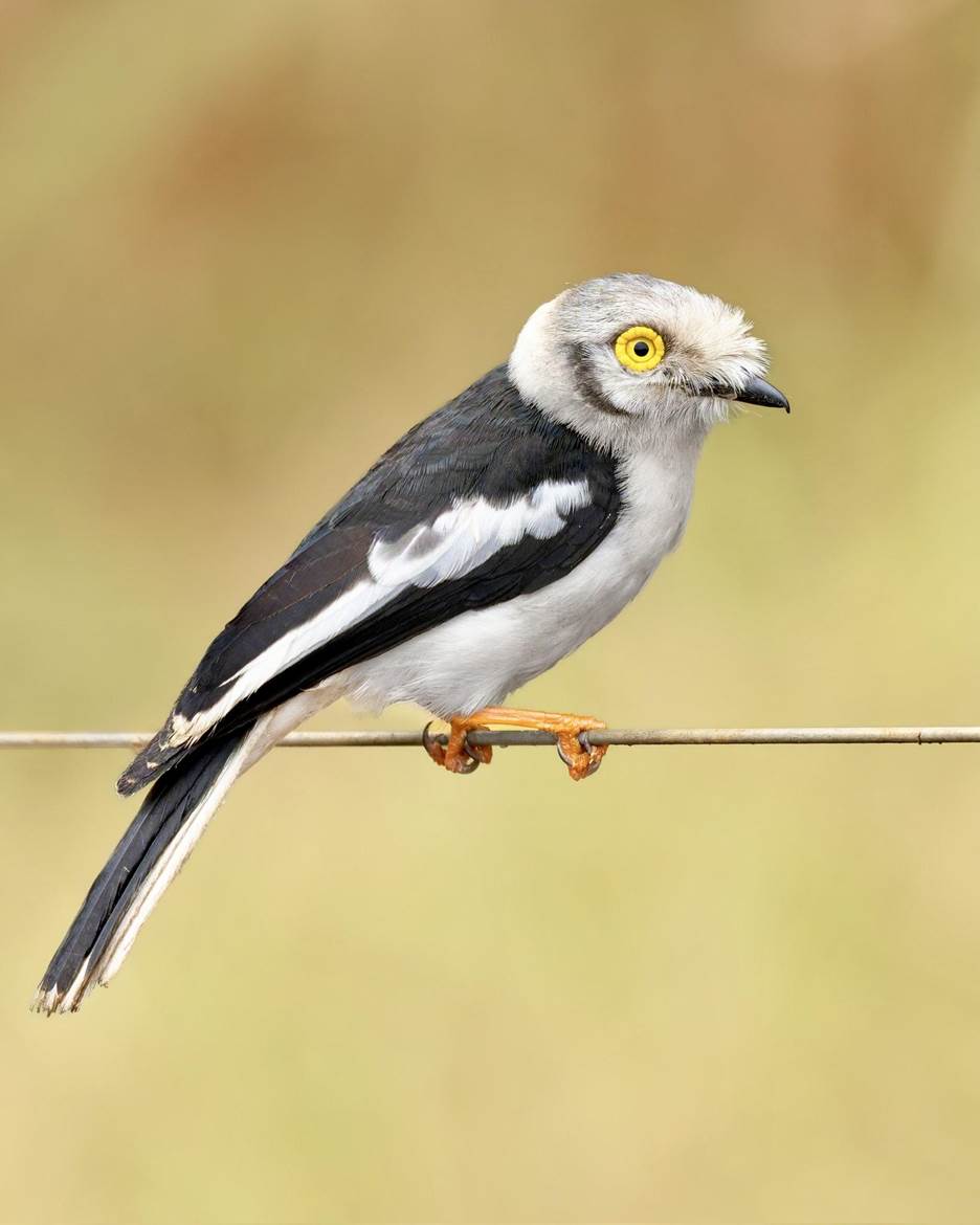 White-crested Helmet-shrike