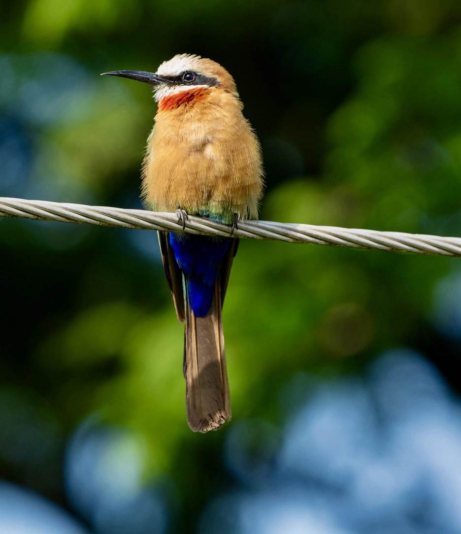 White-fronted Bee-eater