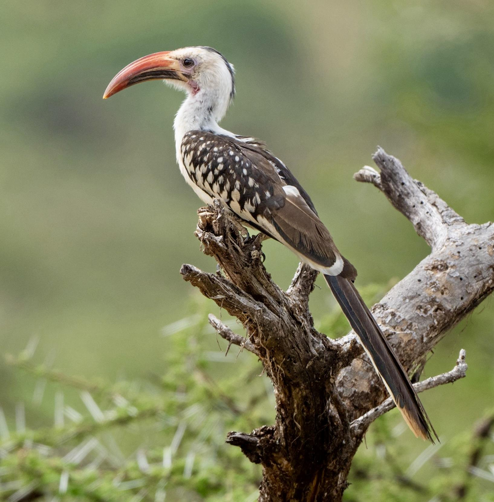 Northern Red-Billed Hornbill