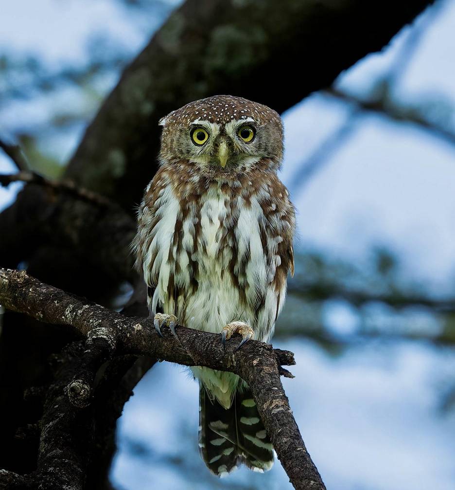Pearl-spotted Owlet